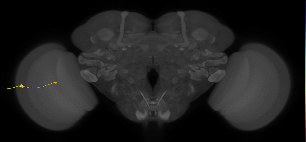 Tm9_L (MaleCNS:514349)