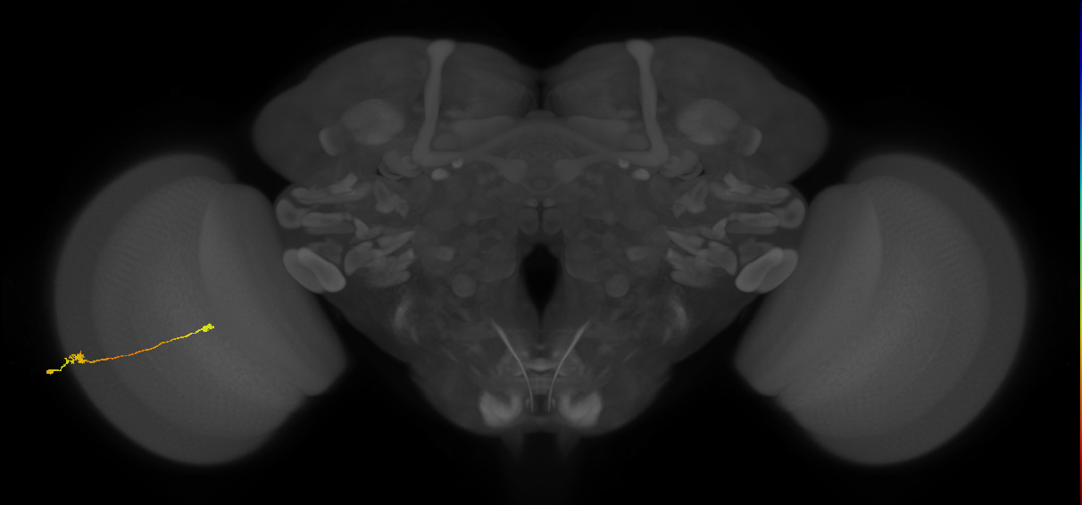 Tm9_L (MaleCNS:86845)