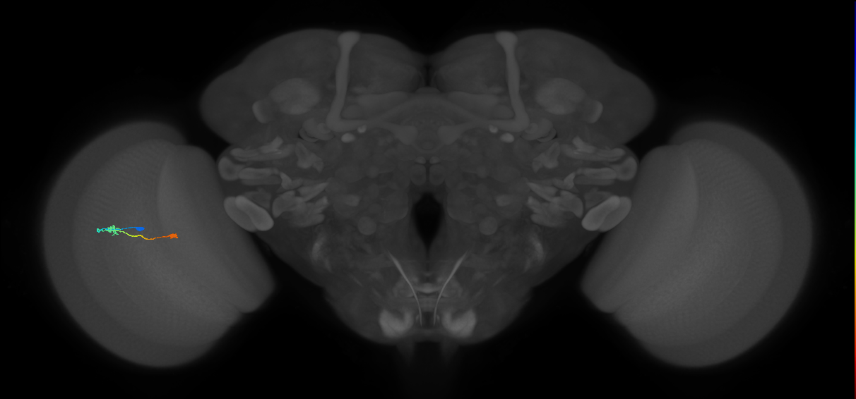Tm9_L (MaleCNS:149947)