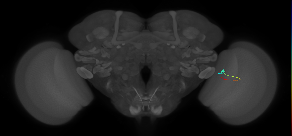 Tm9_R (MaleCNS:542238)