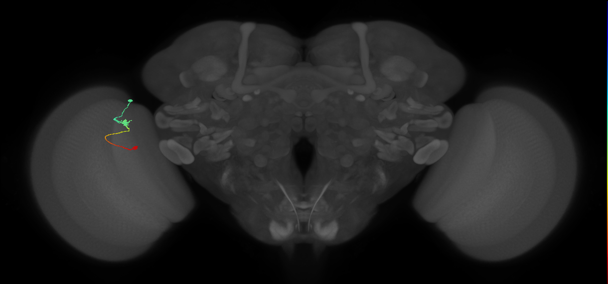 Tm9_L (MaleCNS:159314)
