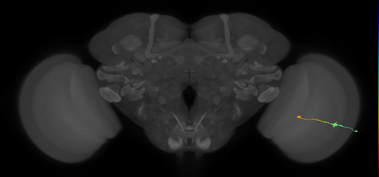 Tm9_R (MaleCNS:86786)