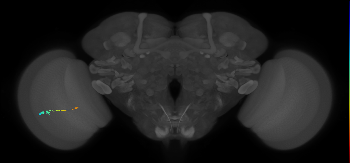 Tm9_L (MaleCNS:103142)