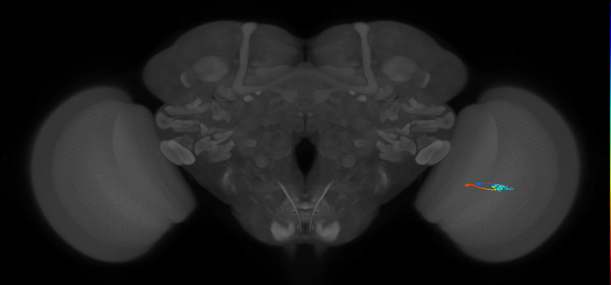 Tm9_R (MaleCNS:95029)