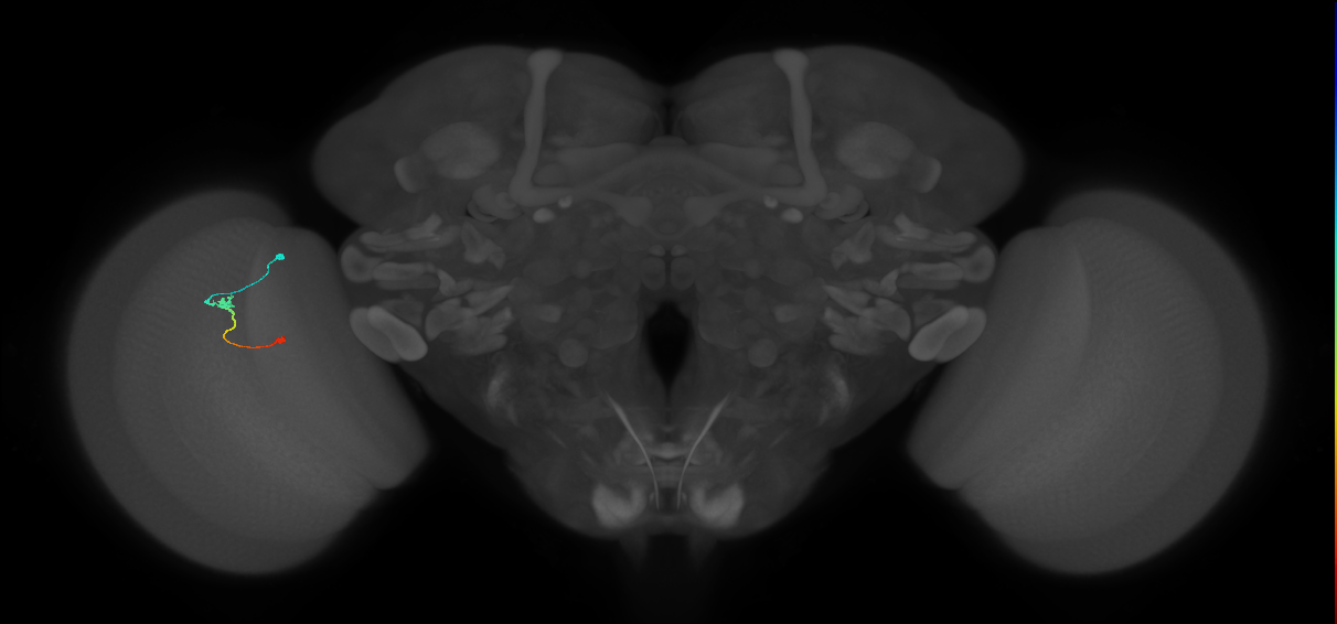Tm9_L (MaleCNS:118400)