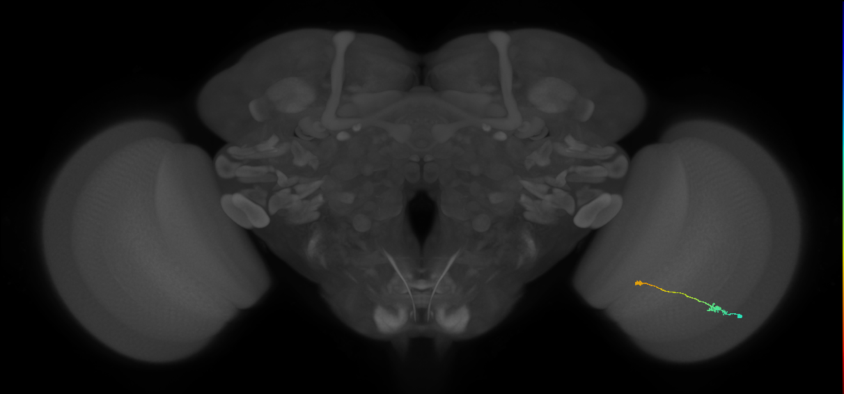 Tm9_R (MaleCNS:92412)