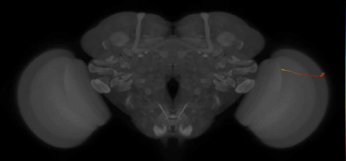 Tm9_R (MaleCNS:154340)