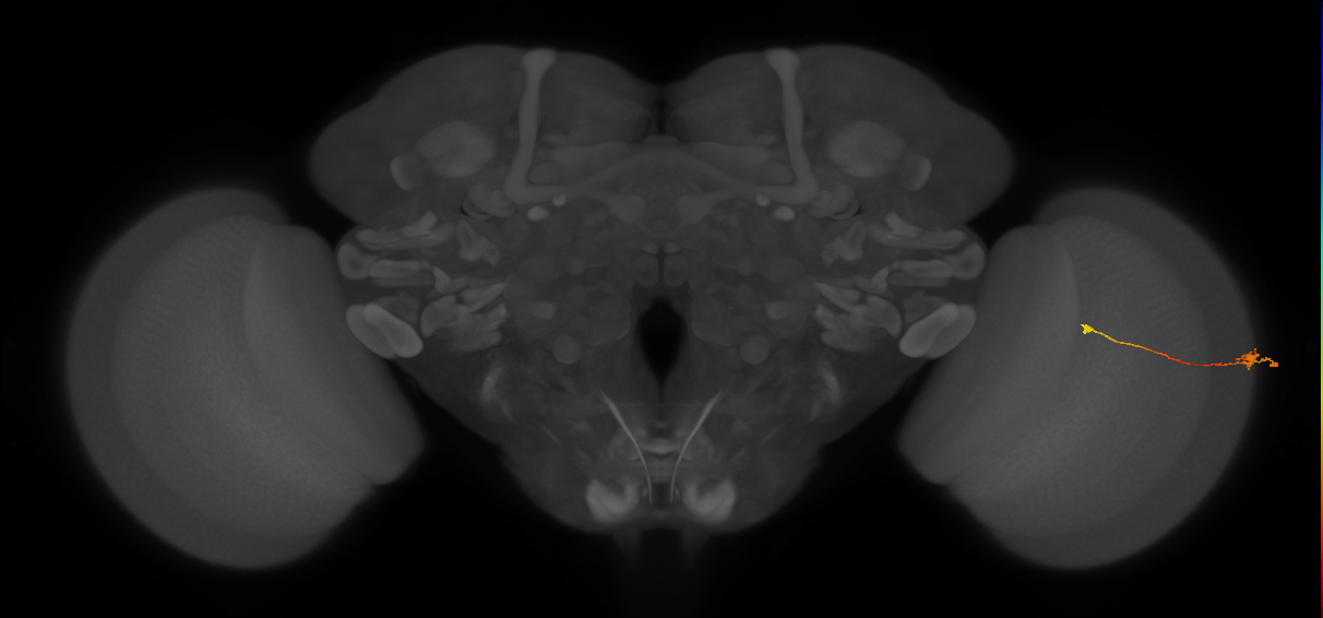 Tm9_R (MaleCNS:105239)