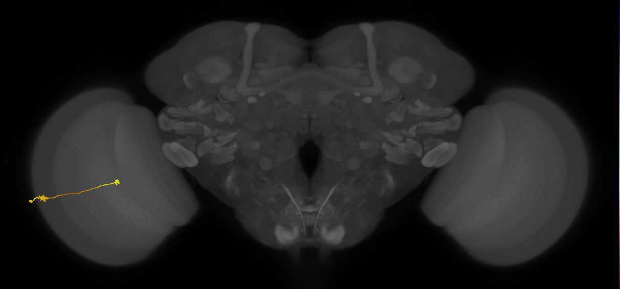 Tm9_L (MaleCNS:543493)