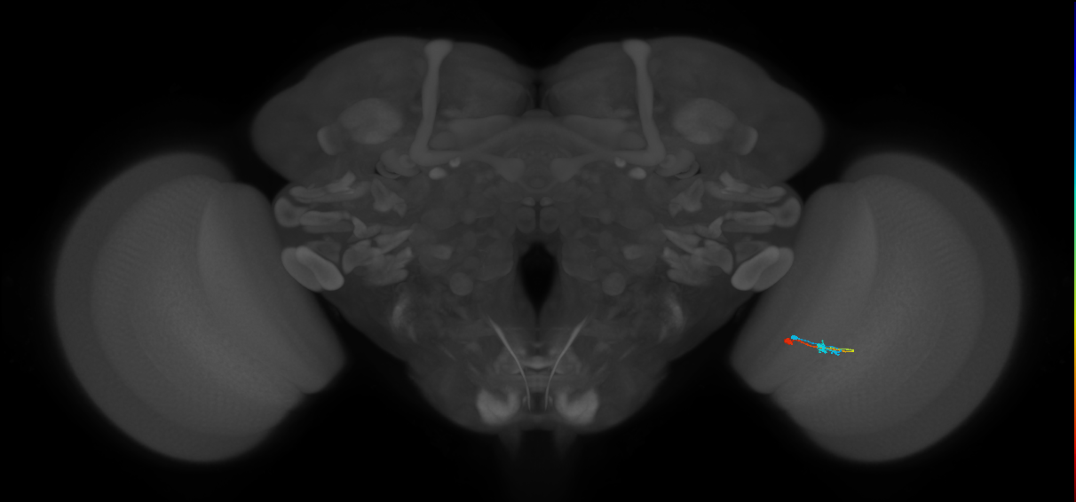 Tm9_R (MaleCNS:115966)