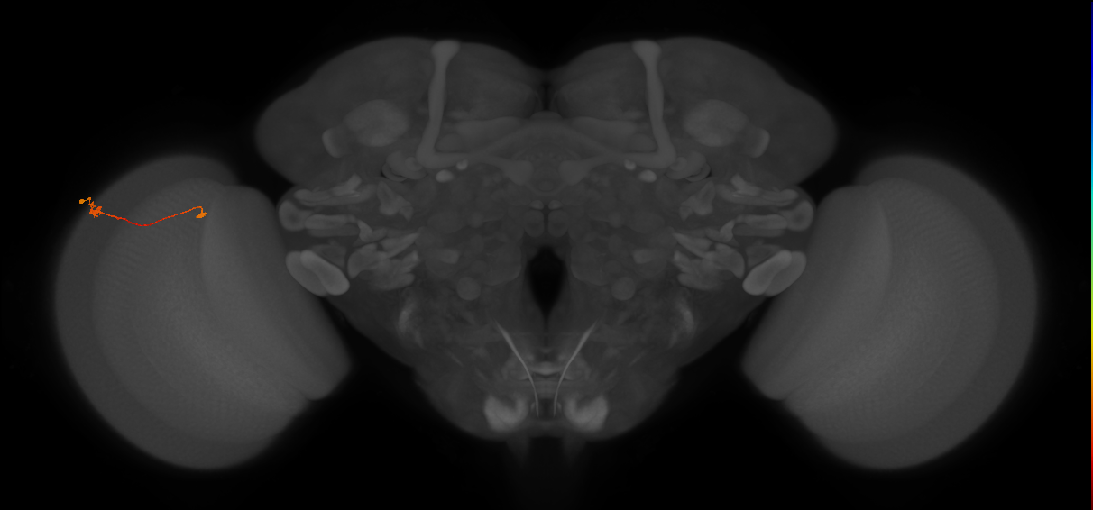 Tm9_L (MaleCNS:102368)