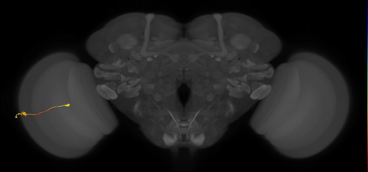 Tm9_L (MaleCNS:525512)