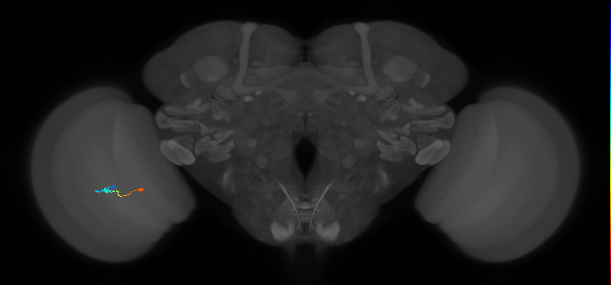 Tm9_L (MaleCNS:102928)