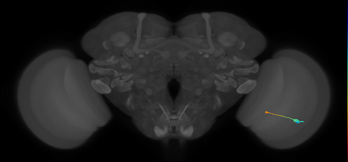 Tm9_R (MaleCNS:82959)