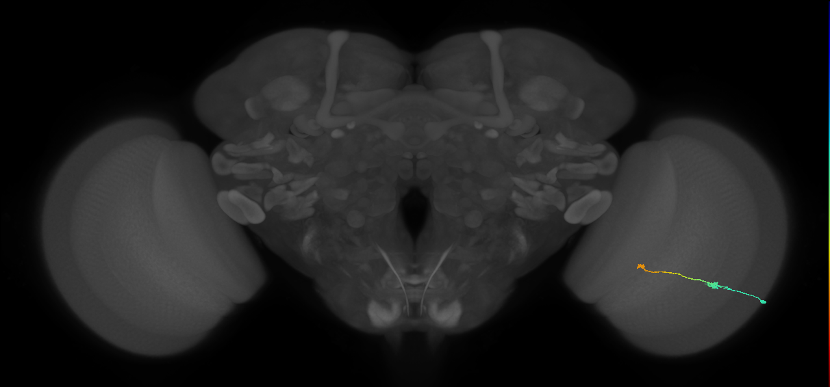 Tm9_R (MaleCNS:95937)
