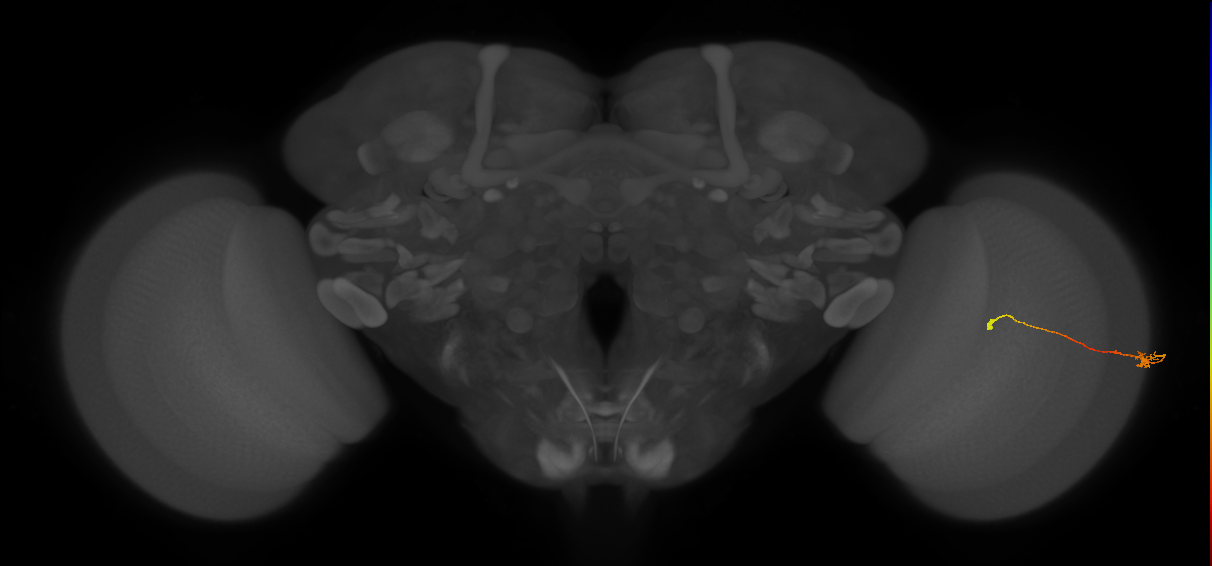 Tm9_R (MaleCNS:117032)