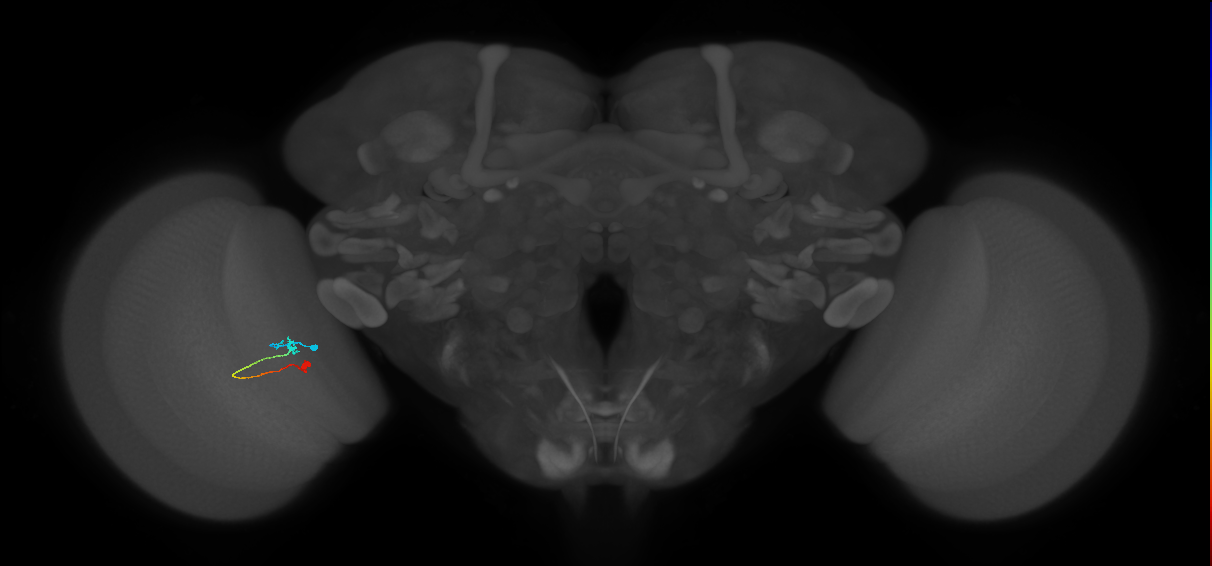 Tm9_L (MaleCNS:146862)