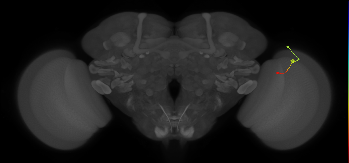 Tm9_R (MaleCNS:123371)