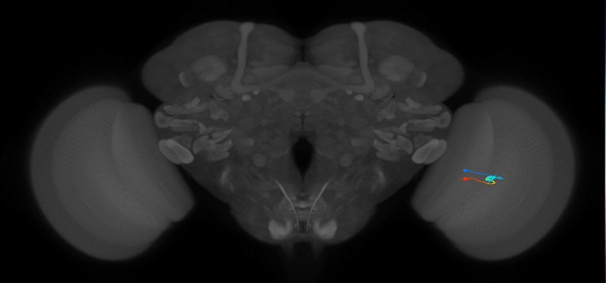 Tm9_R (MaleCNS:103365)