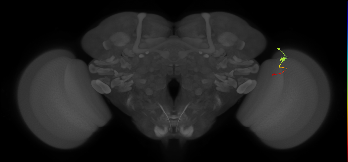 Tm9_R (MaleCNS:116538)