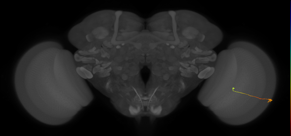 Tm9_R (MaleCNS:121172)