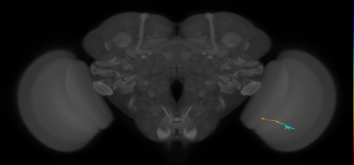 Tm9_R (MaleCNS:110226)