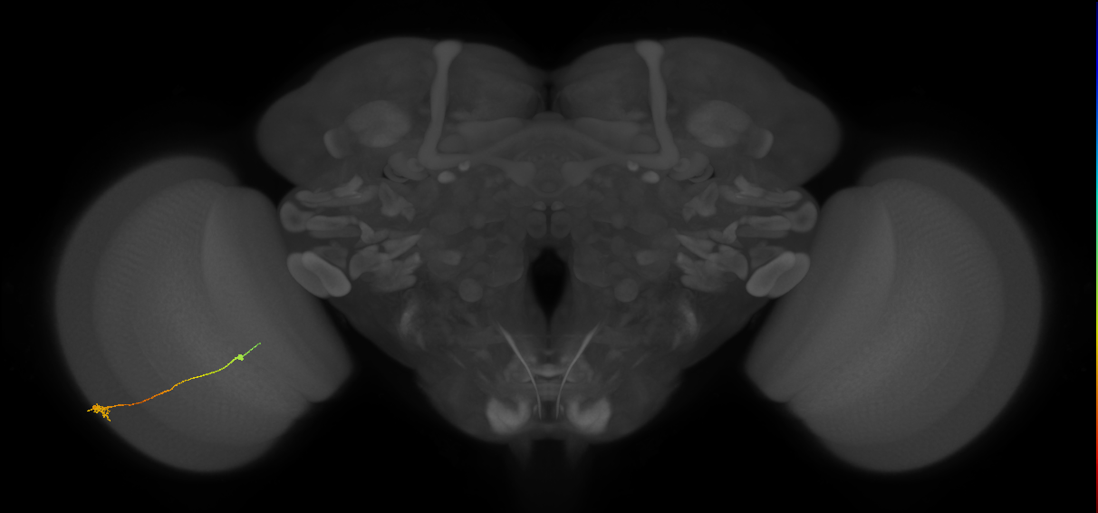 Tm9_L (MaleCNS:194122)