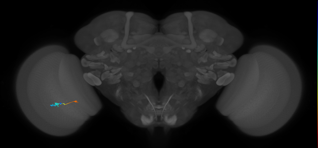 Tm9_L (MaleCNS:527682)