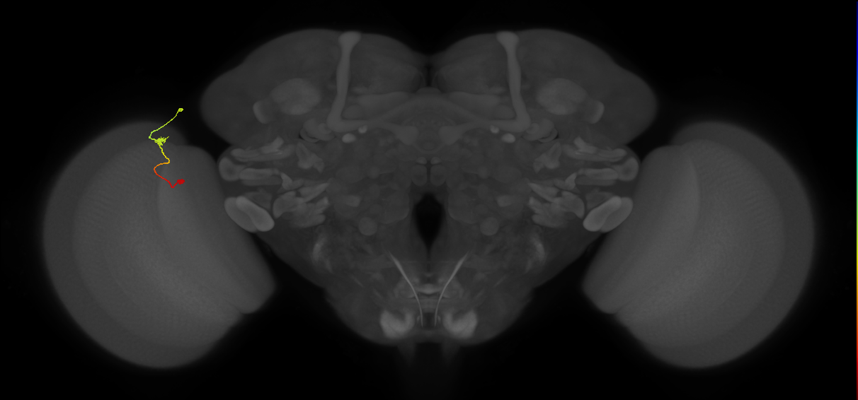 Tm9_L (MaleCNS:128736)