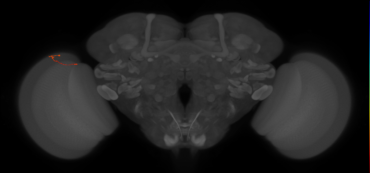 Tm9_L (MaleCNS:222578)