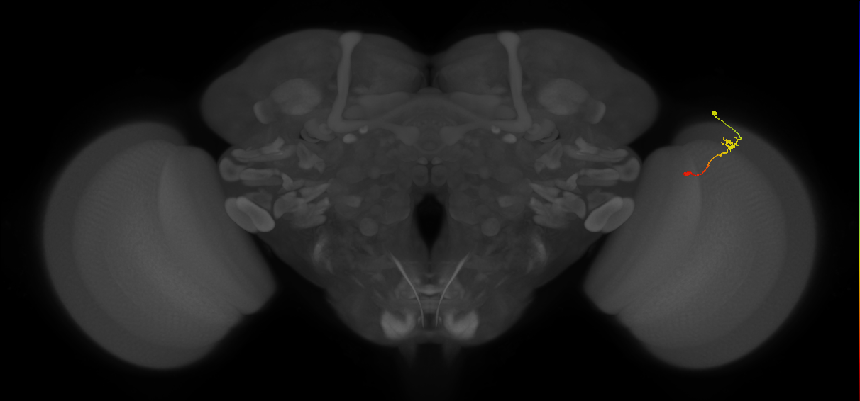 Tm9_R (MaleCNS:115185)