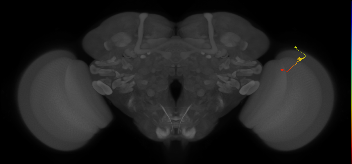 Tm9_R (MaleCNS:110352)