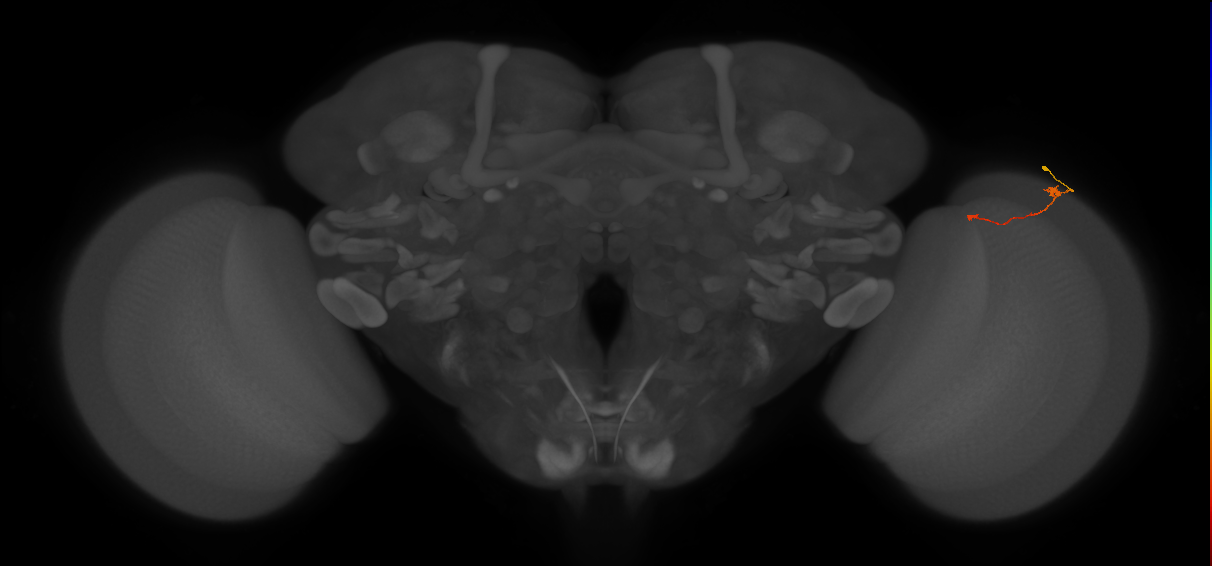 Tm9_R (MaleCNS:179750)
