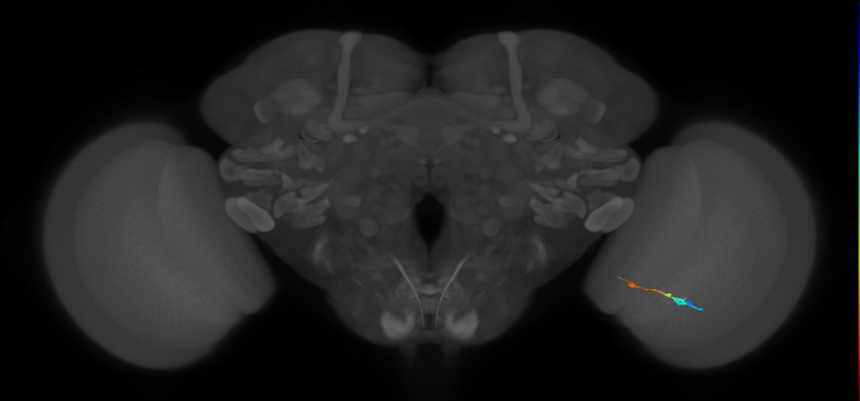 Tm9_R (MaleCNS:102383)