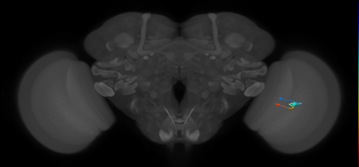 Tm9_R (MaleCNS:144841)