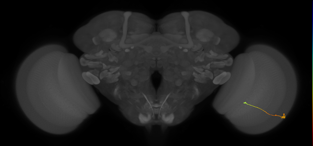 Tm9_R (MaleCNS:131830)