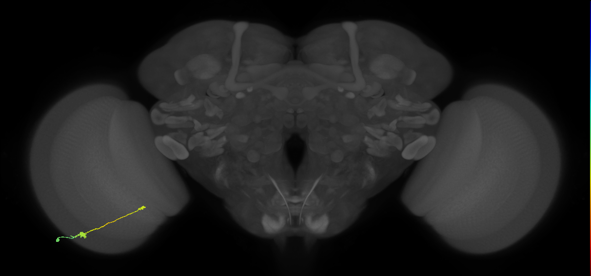 Tm9_L (MaleCNS:99009)