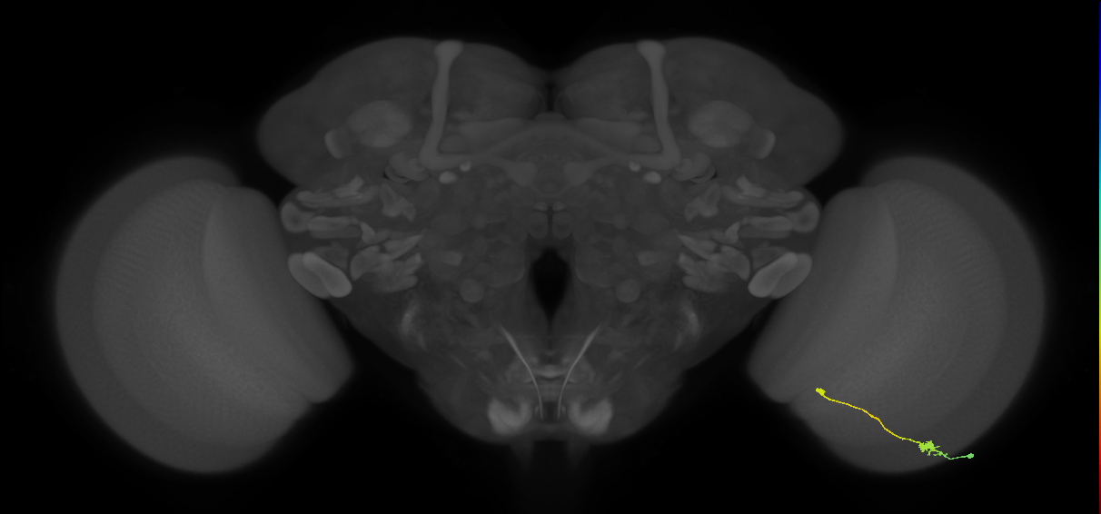 Tm9_R (MaleCNS:90258)