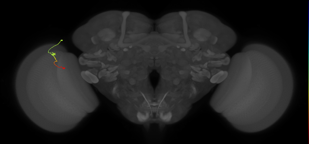 Tm9_L (MaleCNS:125999)