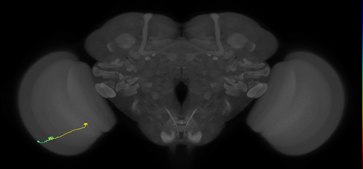 Tm9_L (MaleCNS:580888)