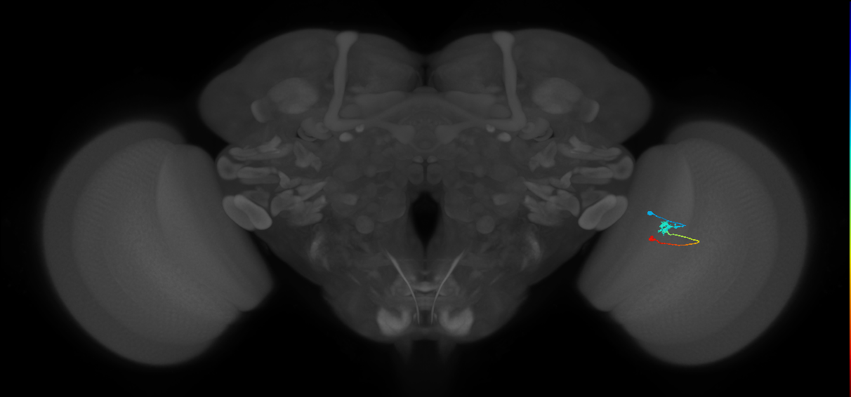 Tm9_R (MaleCNS:97635)
