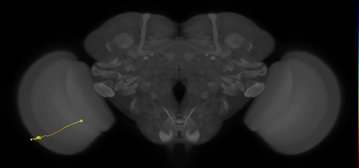 Tm9_L (MaleCNS:92711)