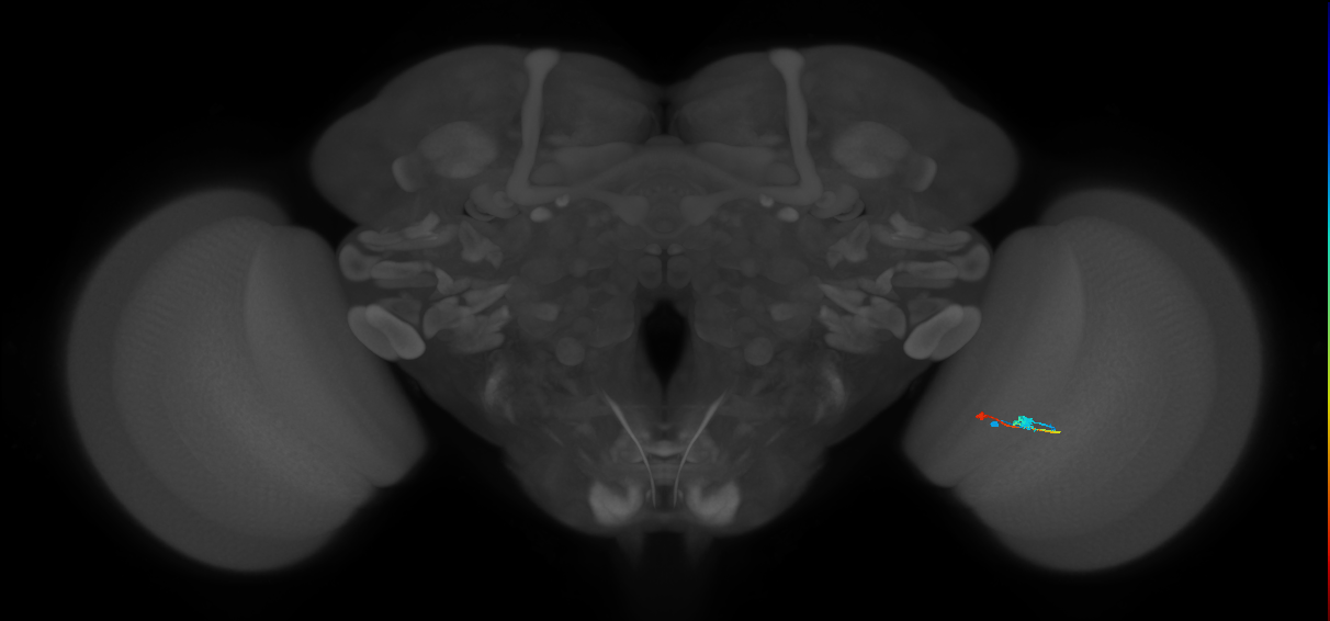 Tm9_R (MaleCNS:110563)