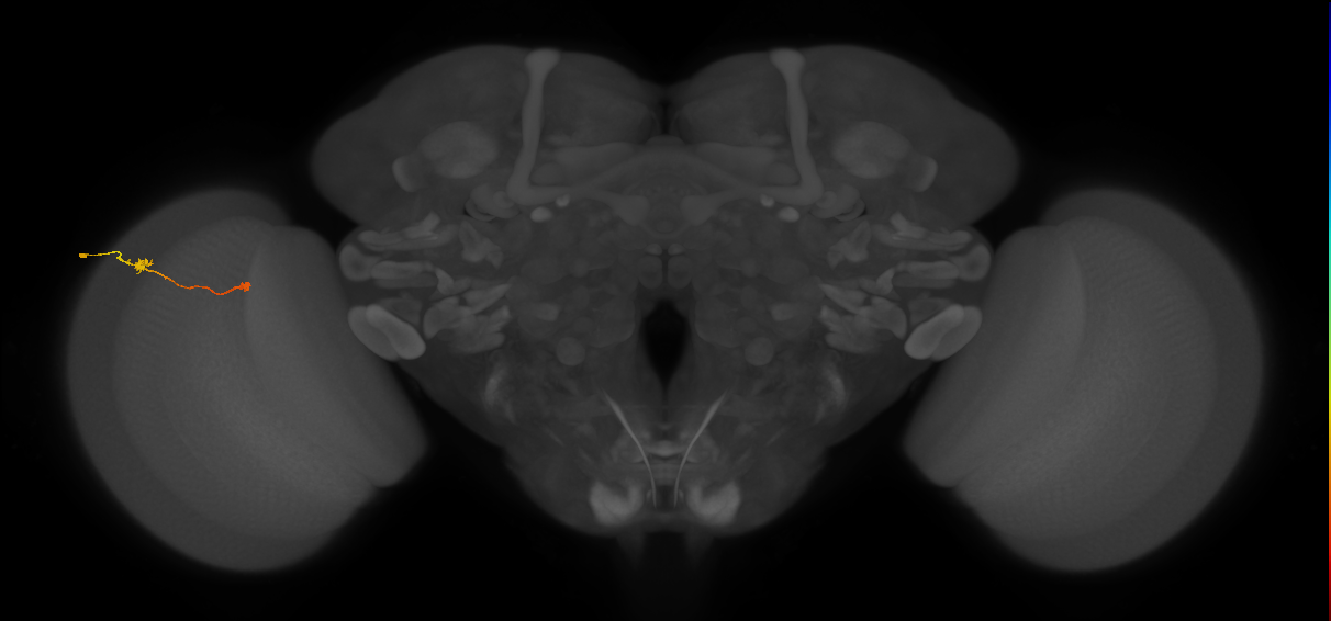 Tm9_L (MaleCNS:113525)