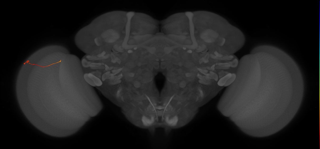 Tm9_L (MaleCNS:182969)