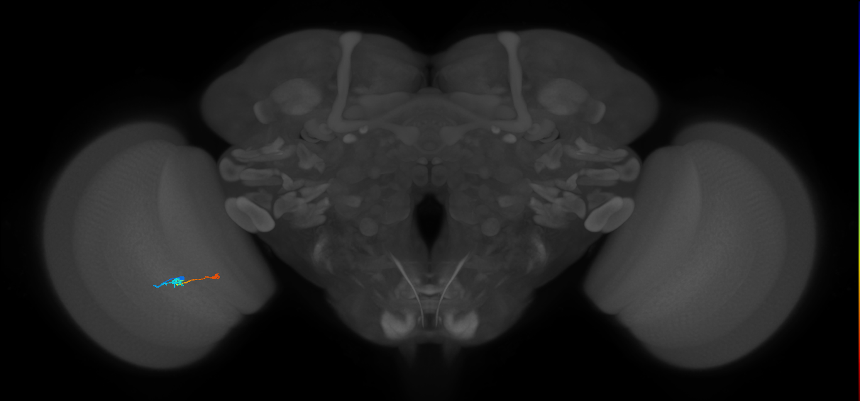 Tm9_L (MaleCNS:527572)