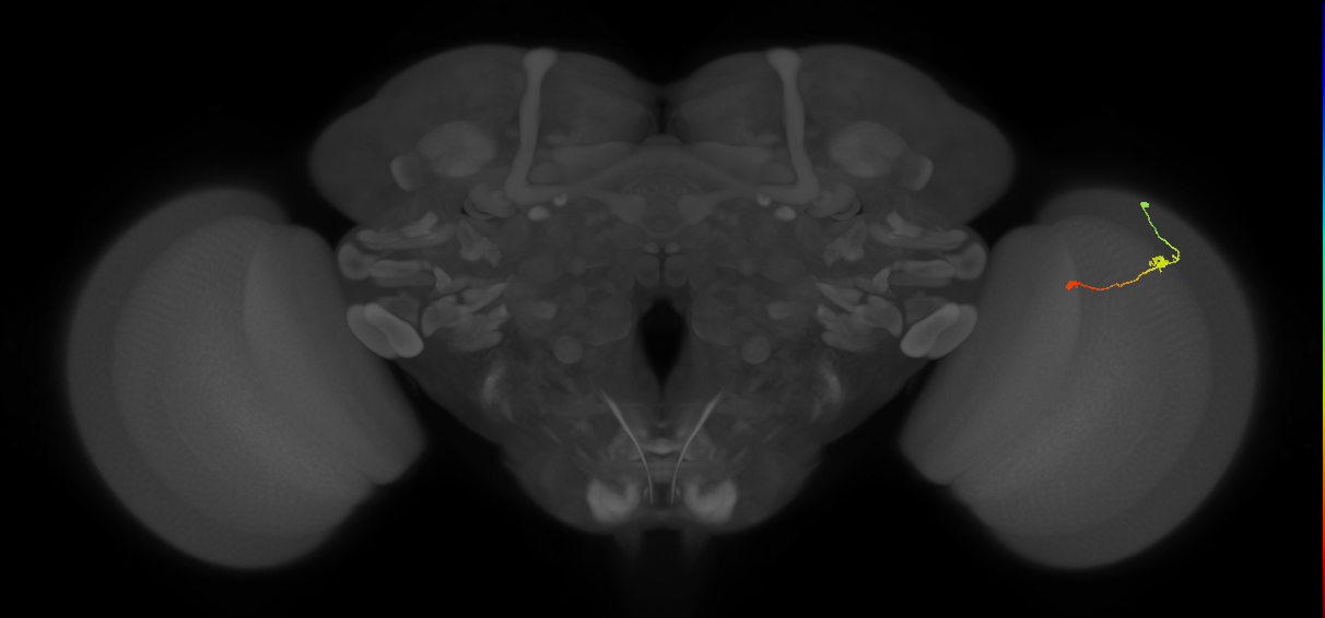 Tm9_R (MaleCNS:114713)