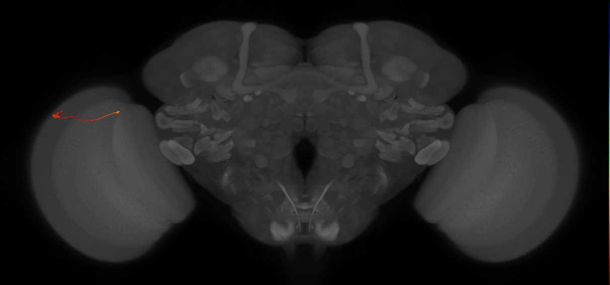 Tm9_L (MaleCNS:217704)