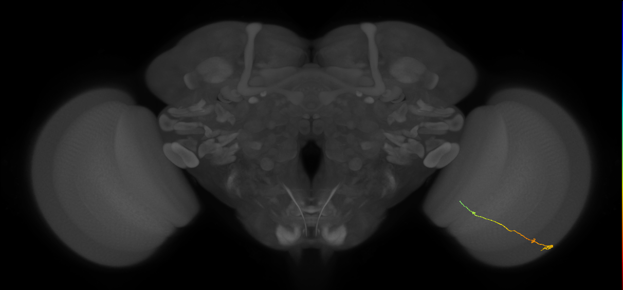 Tm9_R (MaleCNS:139720)