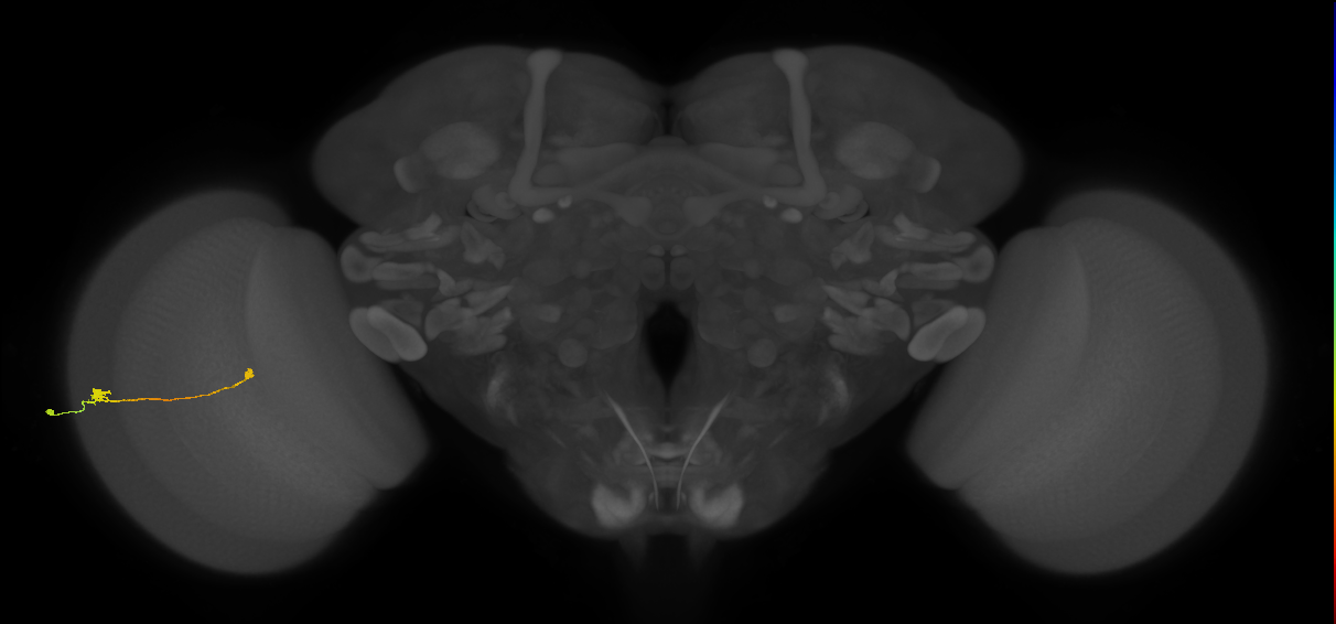 Tm9_L (MaleCNS:175248)